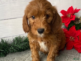 Mini Goldendoodle dogs Winston - Ad 38