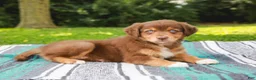 Australian Shepherd dogs for sale: Captain - Ad 3
