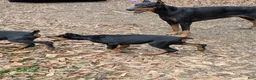 Doberman Pinscher dogs for sale: Doberman Pinscher Daisy - Ad 2