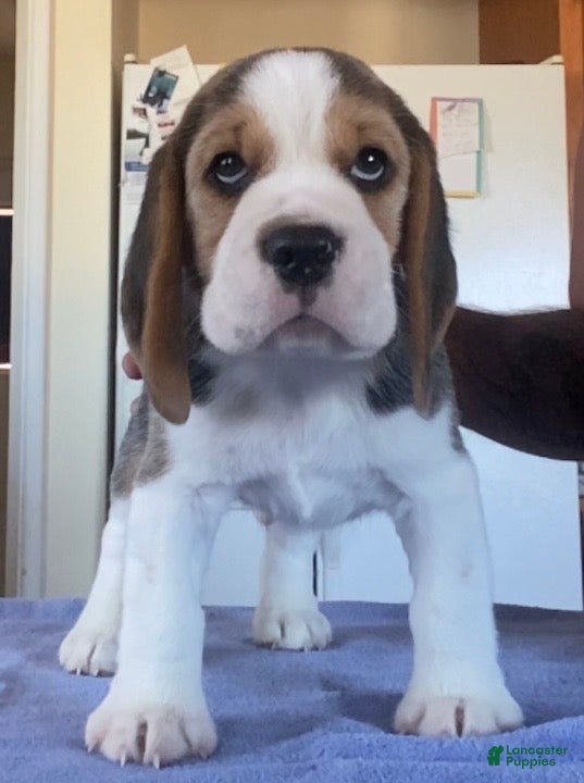 Beagle dogs Beagle 4 - Ad 1