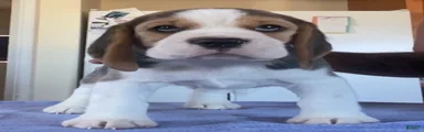 Beagle 4