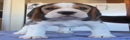 Beagle dogs for sale: Beagle 4 - Ad 1