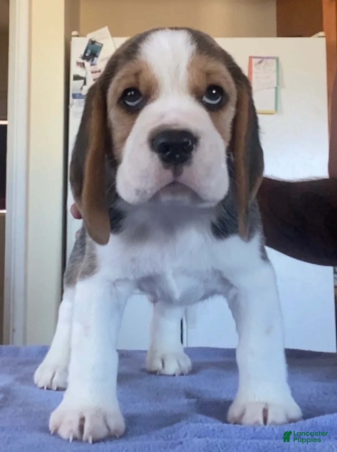 Beagle dogs for sale: Beagle 4 - Ad 1