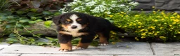 Bernese Mountain Dog dogs for sale: Marvel  - Ad 4