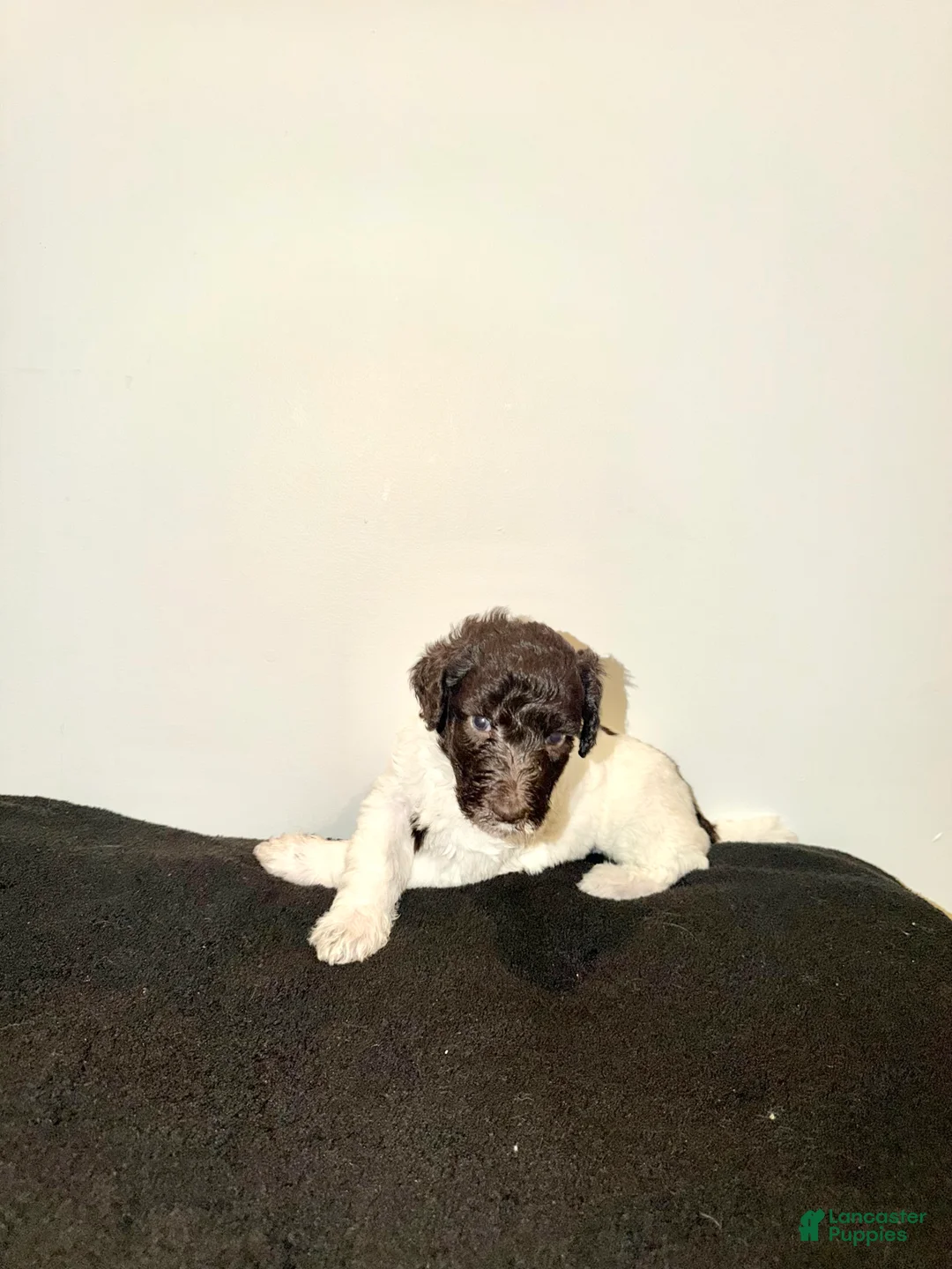 Labradoodle dogs for sale: Gabby - Ad 2