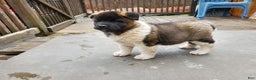 Akita dogs for sale: Boss - Ad 4