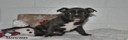 Frenchton dogs for sale: Dallas - Ad 5