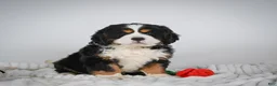 Miniature Bernese Mountain Dog dogs for sale: Toby - Ad 8