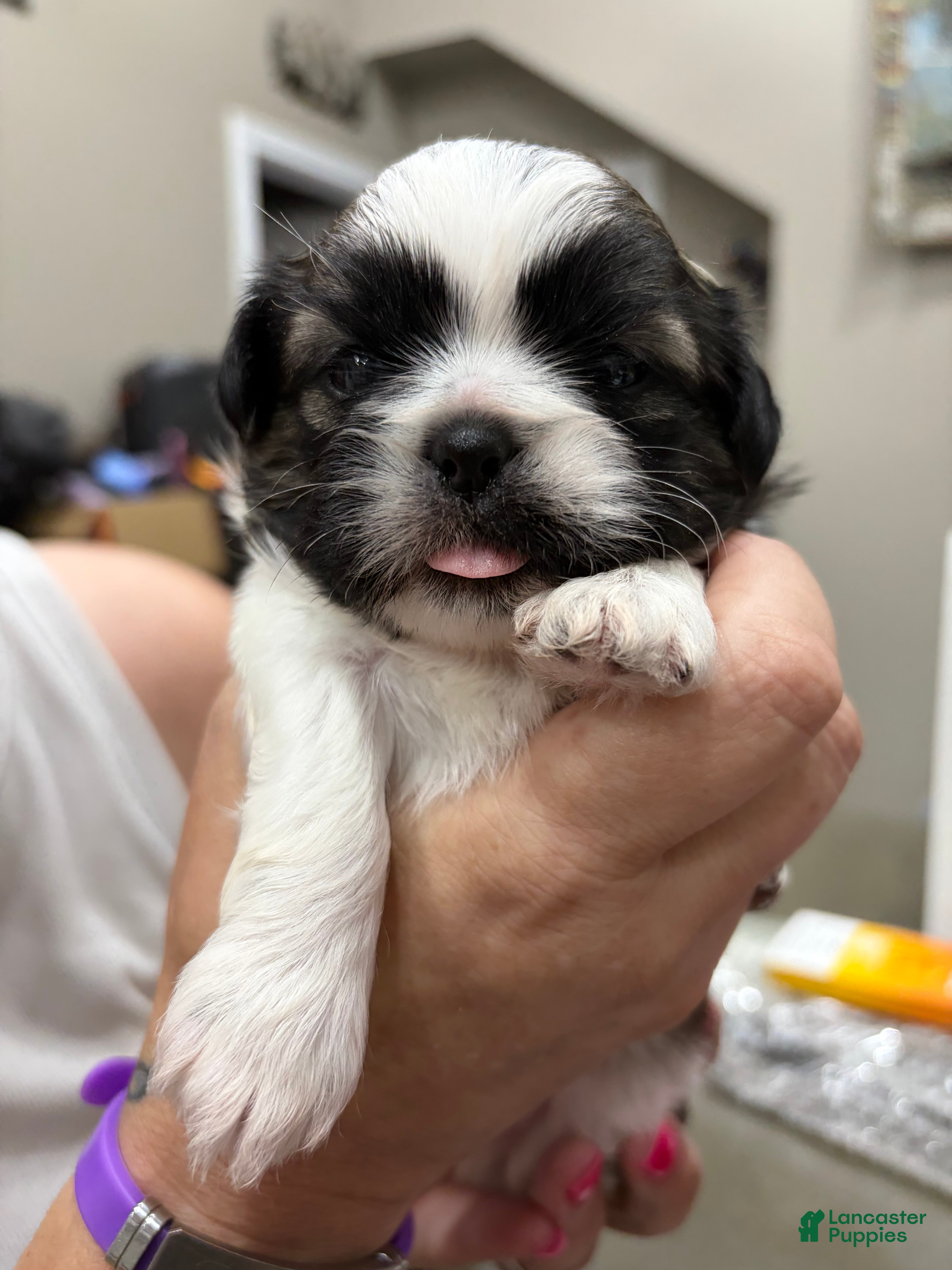 Shih Tzu dogs Shih Tzu 1 - Ad 4