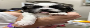 Shih Tzu 1