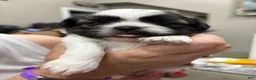 Shih Tzu dogs for sale: Shih Tzu 1 - Ad 1