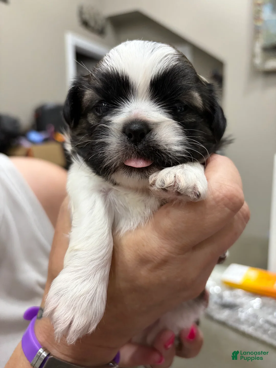 Shih Tzu dogs for sale: Shih Tzu 1 - Ad 1