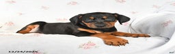 Doberman Pinscher dogs for sale: Dolly - Ad 3