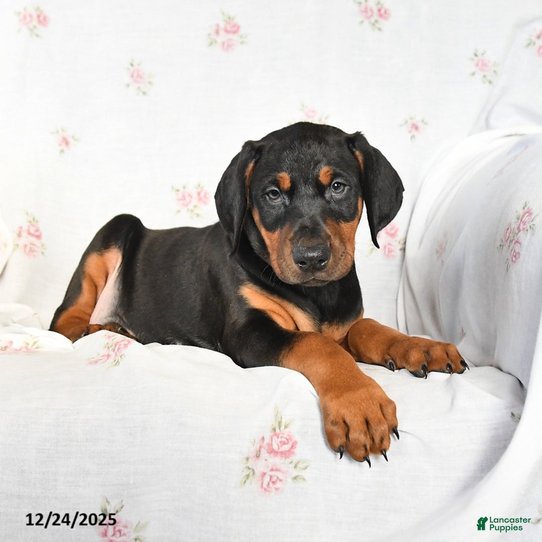 Doberman Pinscher dogs for sale: Dolly - Ad 3
