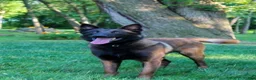 Belgian Malinois dogs for sale: Roxy❤️🐾AKC Registered🐾❤️❤️Text 717-202-9120 - Ad 17