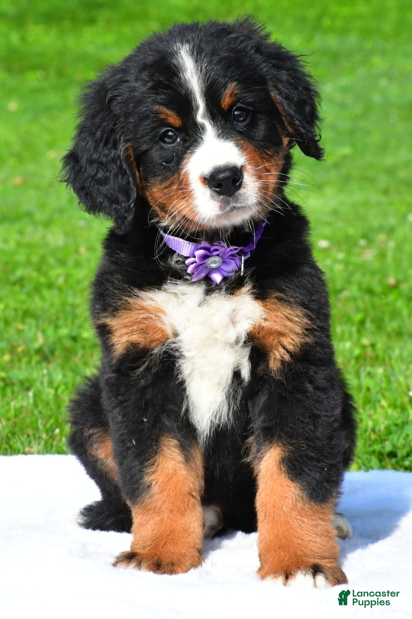 Bernese Mountain Dog dogs Nora - Ad 1