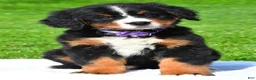 Bernese Mountain Dog dogs for sale: Nora - Ad 1