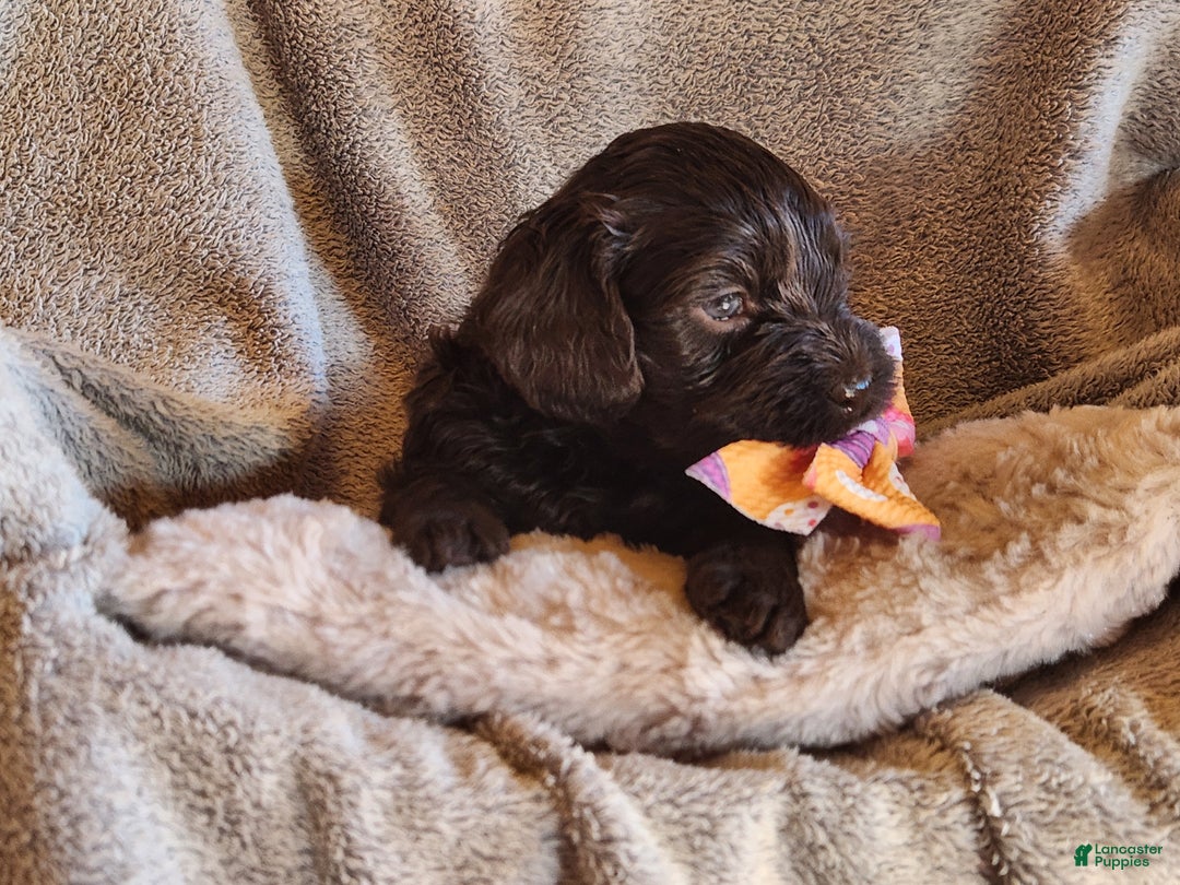 Mixed Breed dogs for sale: Lexie - Ad 3