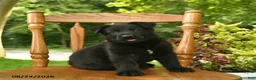 German Shepherd dogs for sale: Bentley  - Ad 3