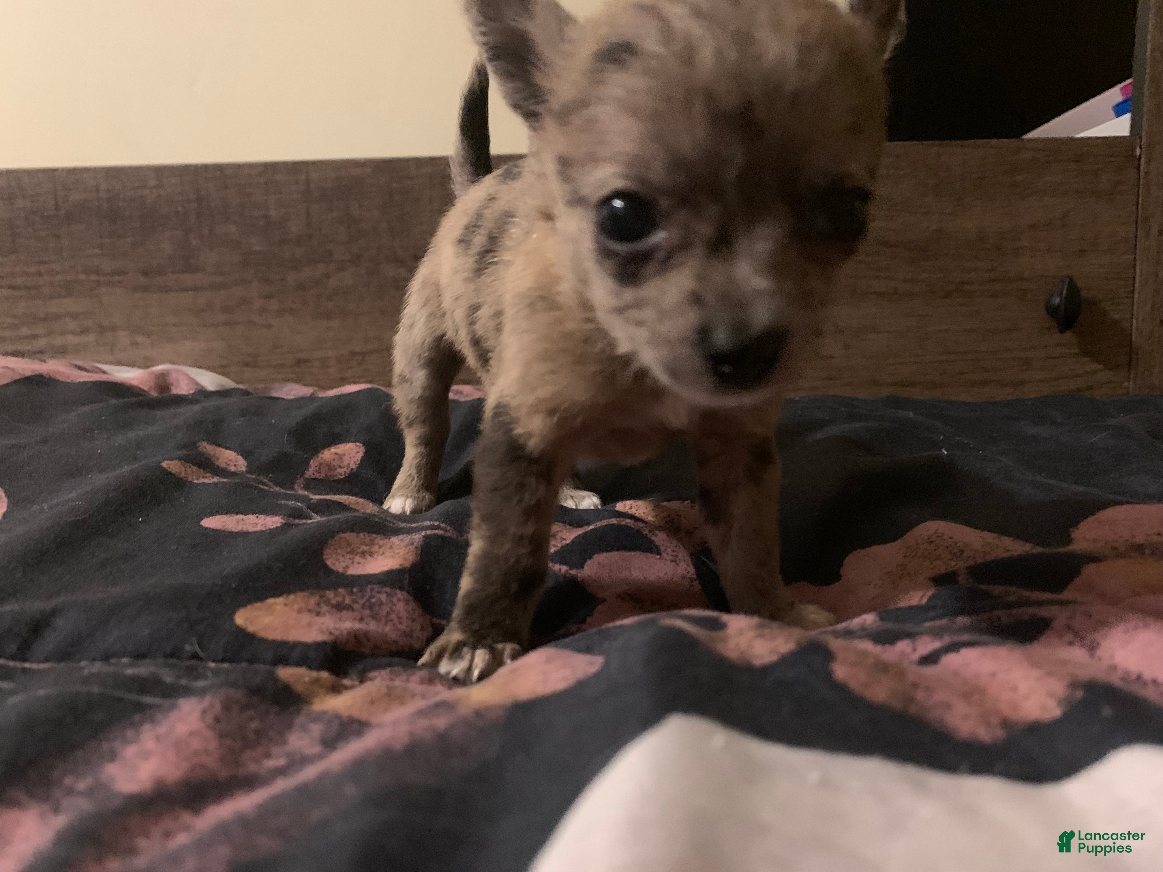 Chihuahua dogs Chihuahua 1 - Ad 1
