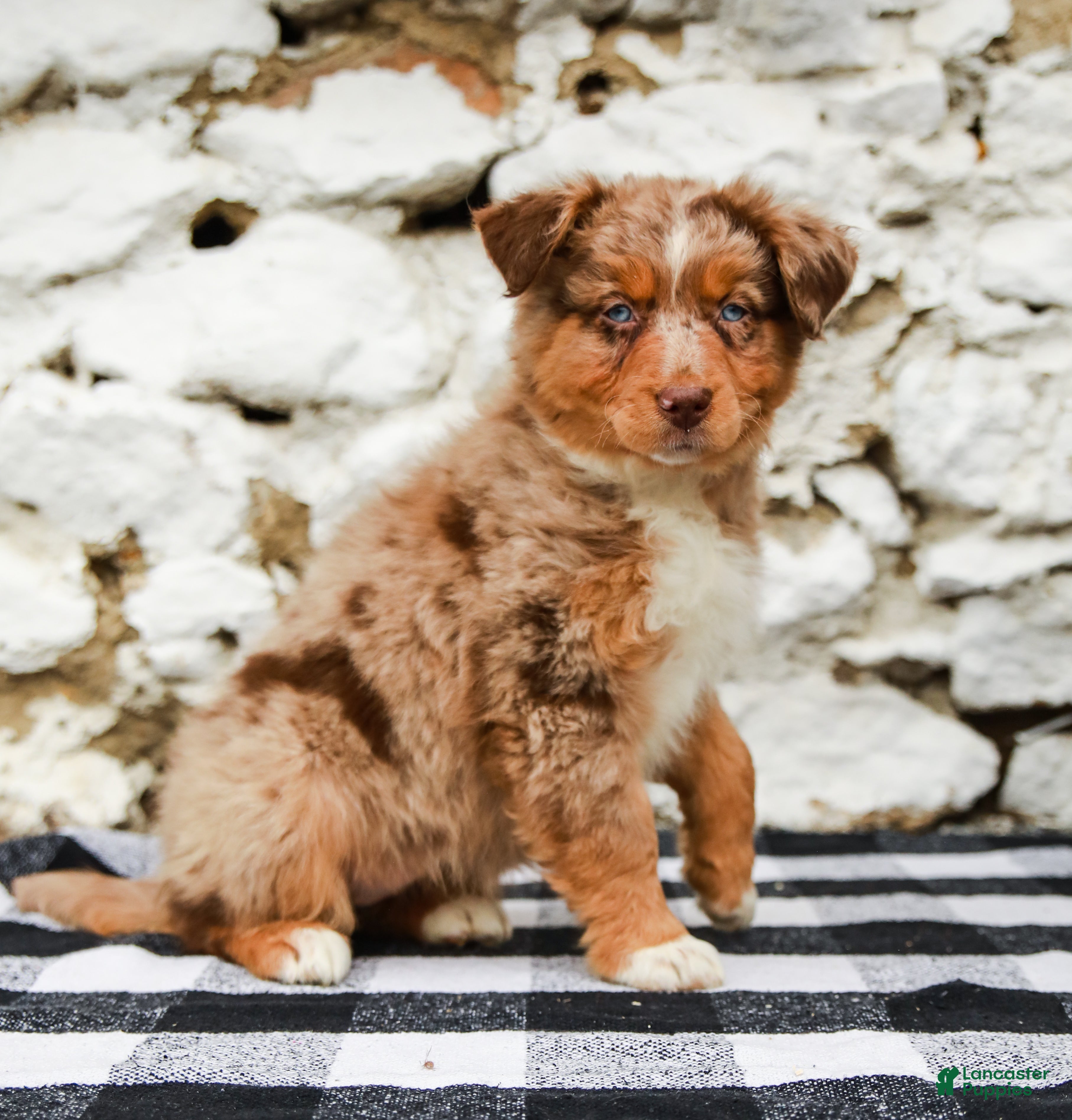 Australian Shepherd dogs Crystal - Ad 2