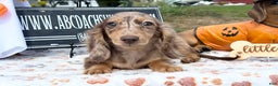 Miniature Dachshund dogs for sale: Miniature Dachshund dapple - Ad 10