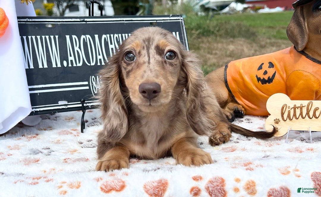 Miniature Dachshund dogs for sale: Miniature Dachshund dapple - Ad 10