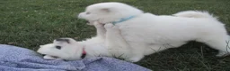 American Eskimo dogs for sale: Diamond - Ad 6