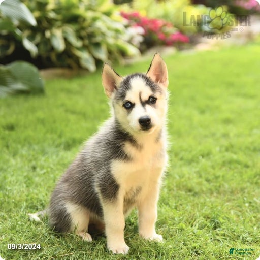 Gallery Image {{count}}