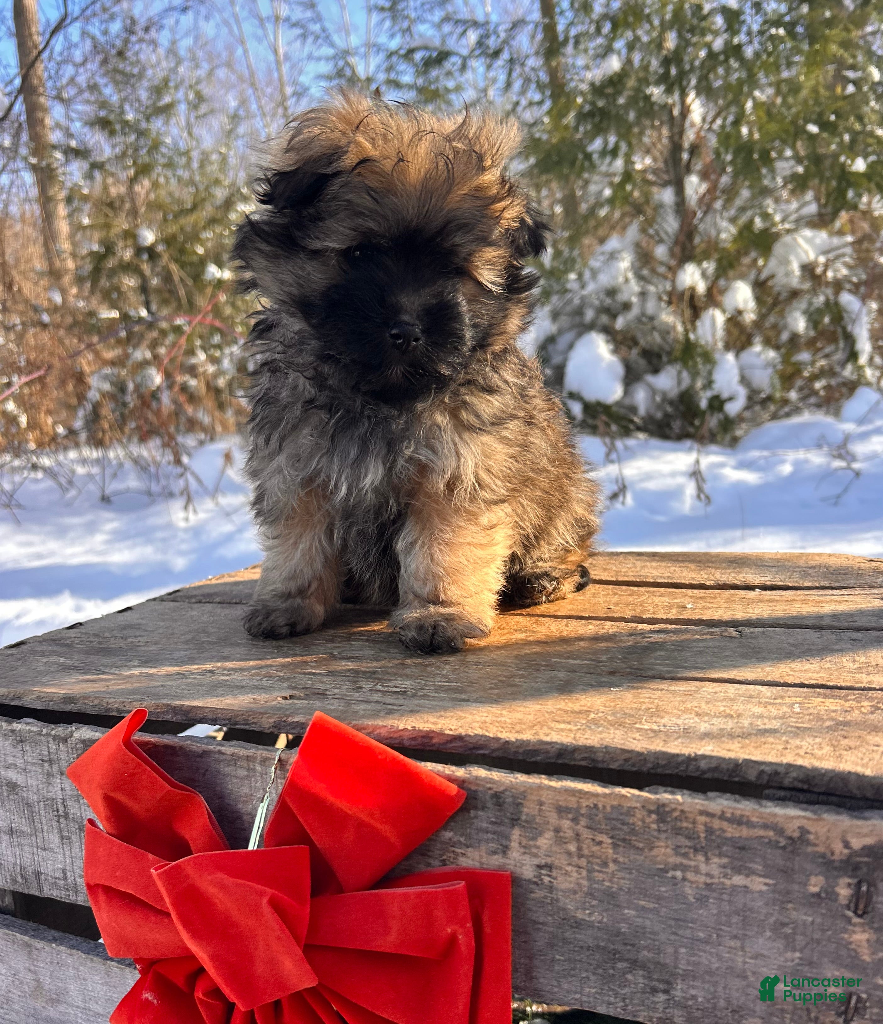 Pomapoo dogs Nala - Ad 7