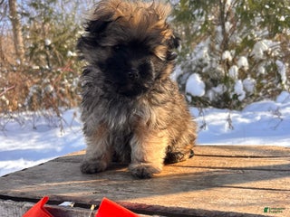 Pomapoo dogs Nala - Ad 10