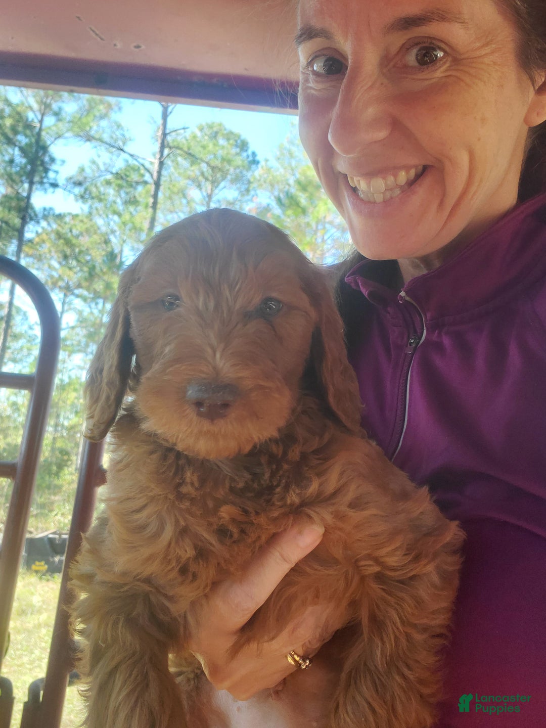 Goldendoodle dogs for sale: Bella - Ad 4