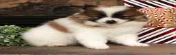 Pomeranian dogs for sale: Puddles - Ad 2
