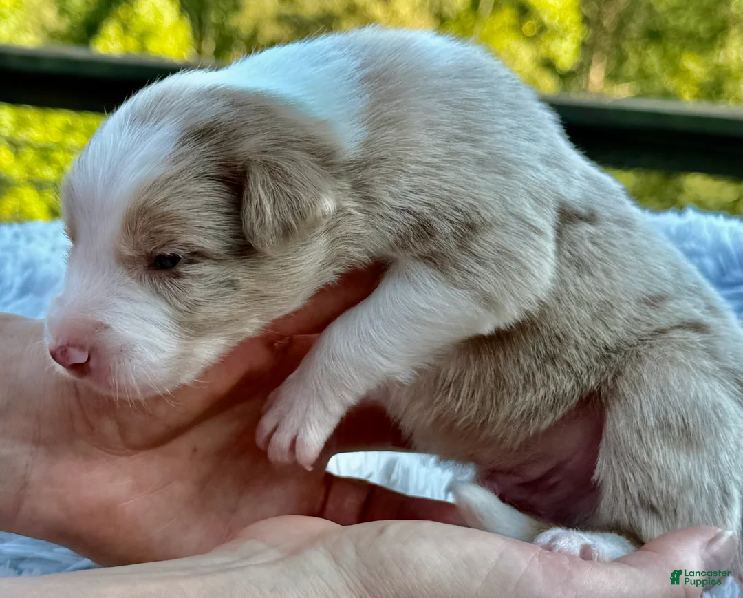 Border Collie dogs for sale: Barney - Ad 2
