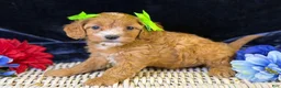 Cavapoo dogs for sale: Lani - Ad 4