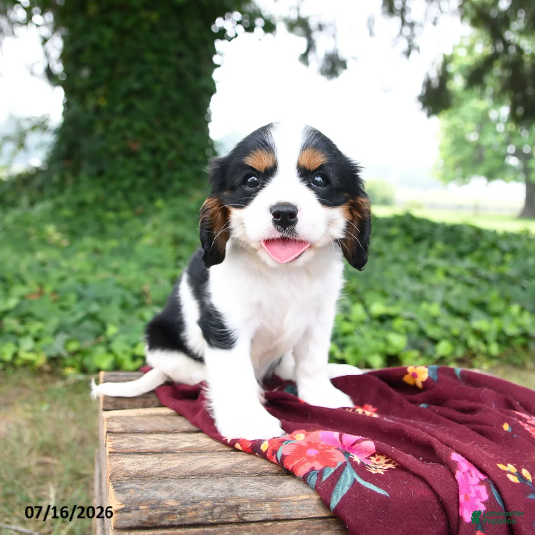 Cavalier King Charles Spaniel dogs for sale: Gunnar - Ad 3