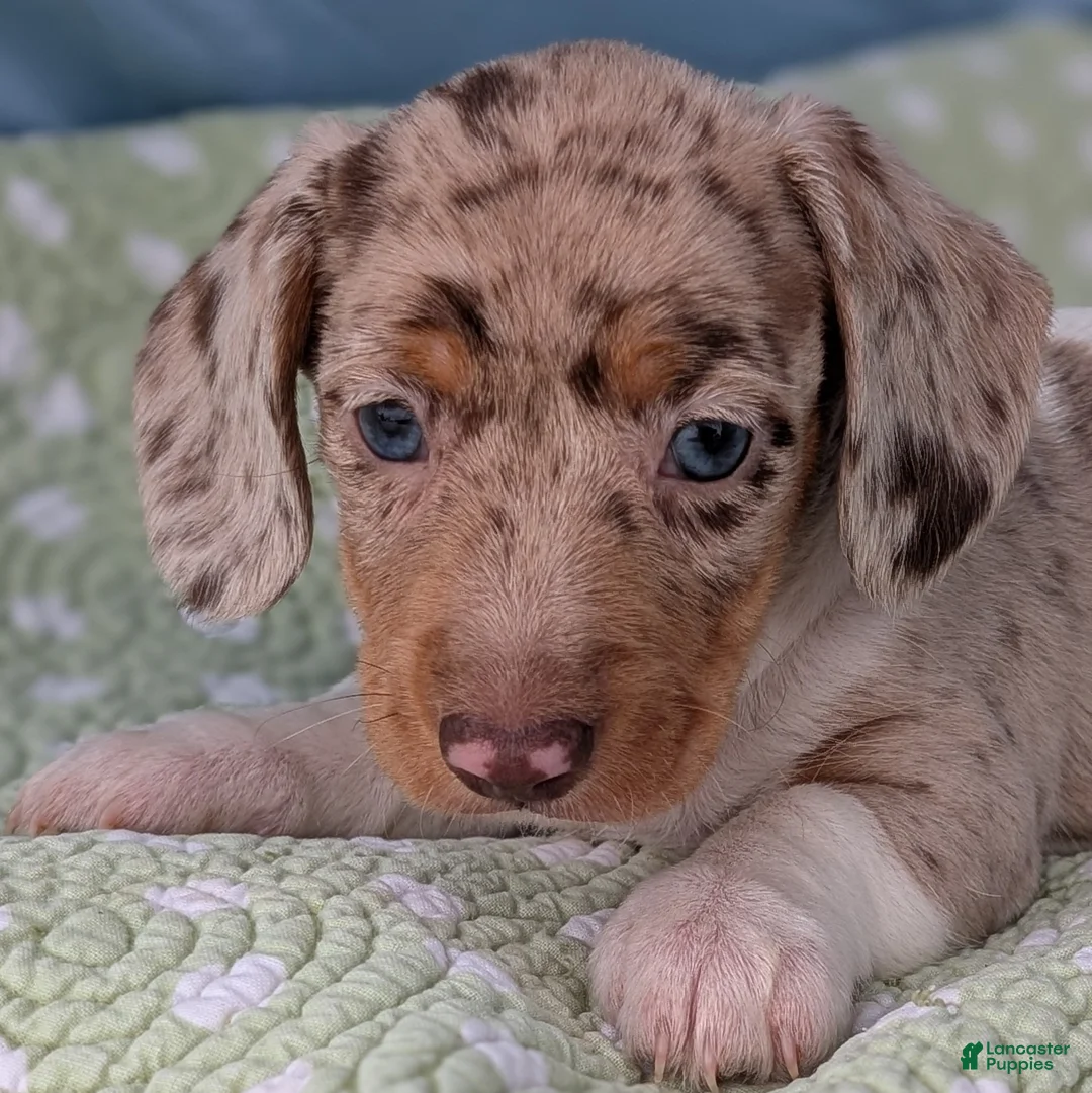 Miniature Dachshund dogs for sale: Cream - Ad 3