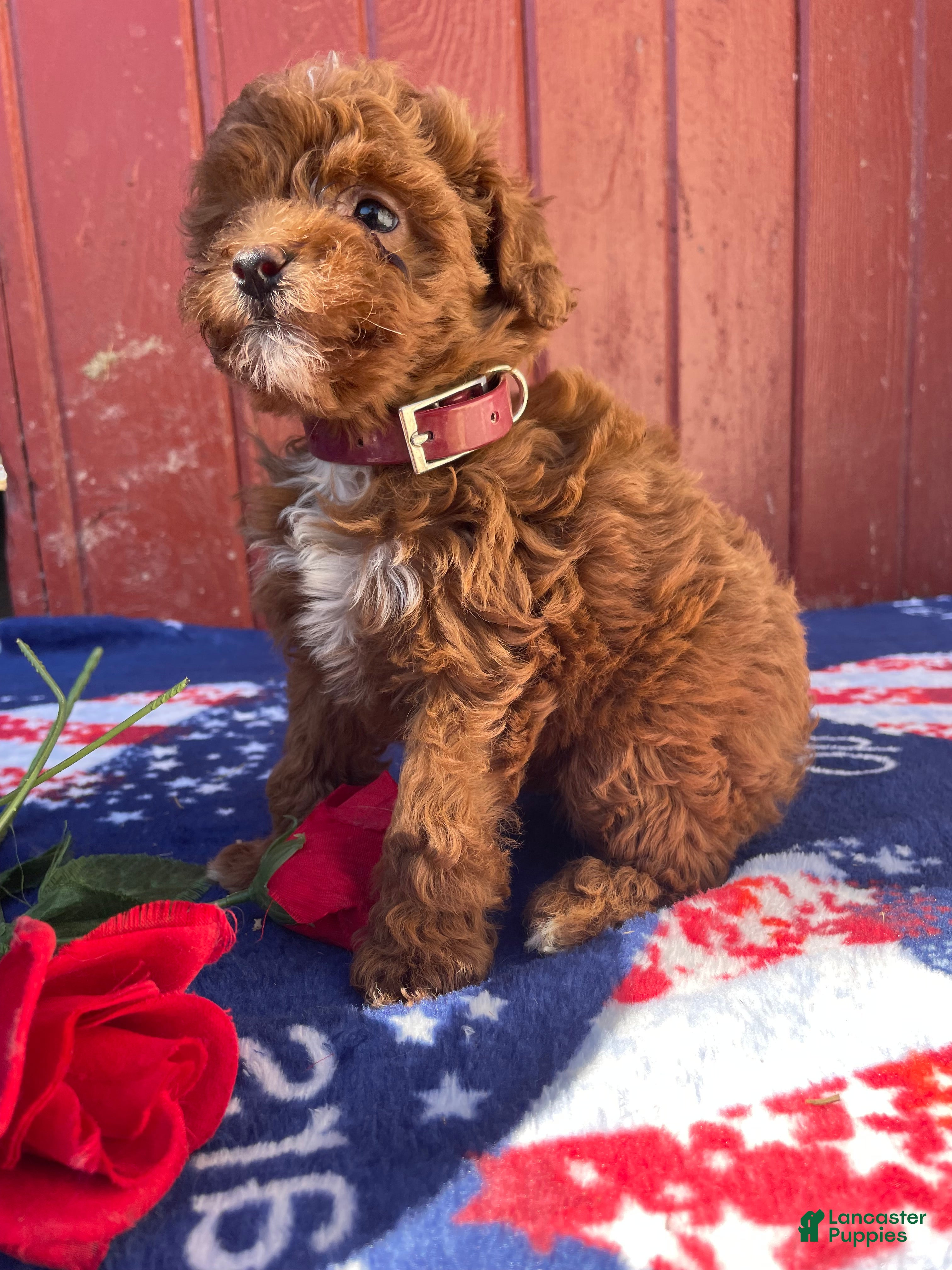 Mini Goldendoodle dogs Honey - Ad 33