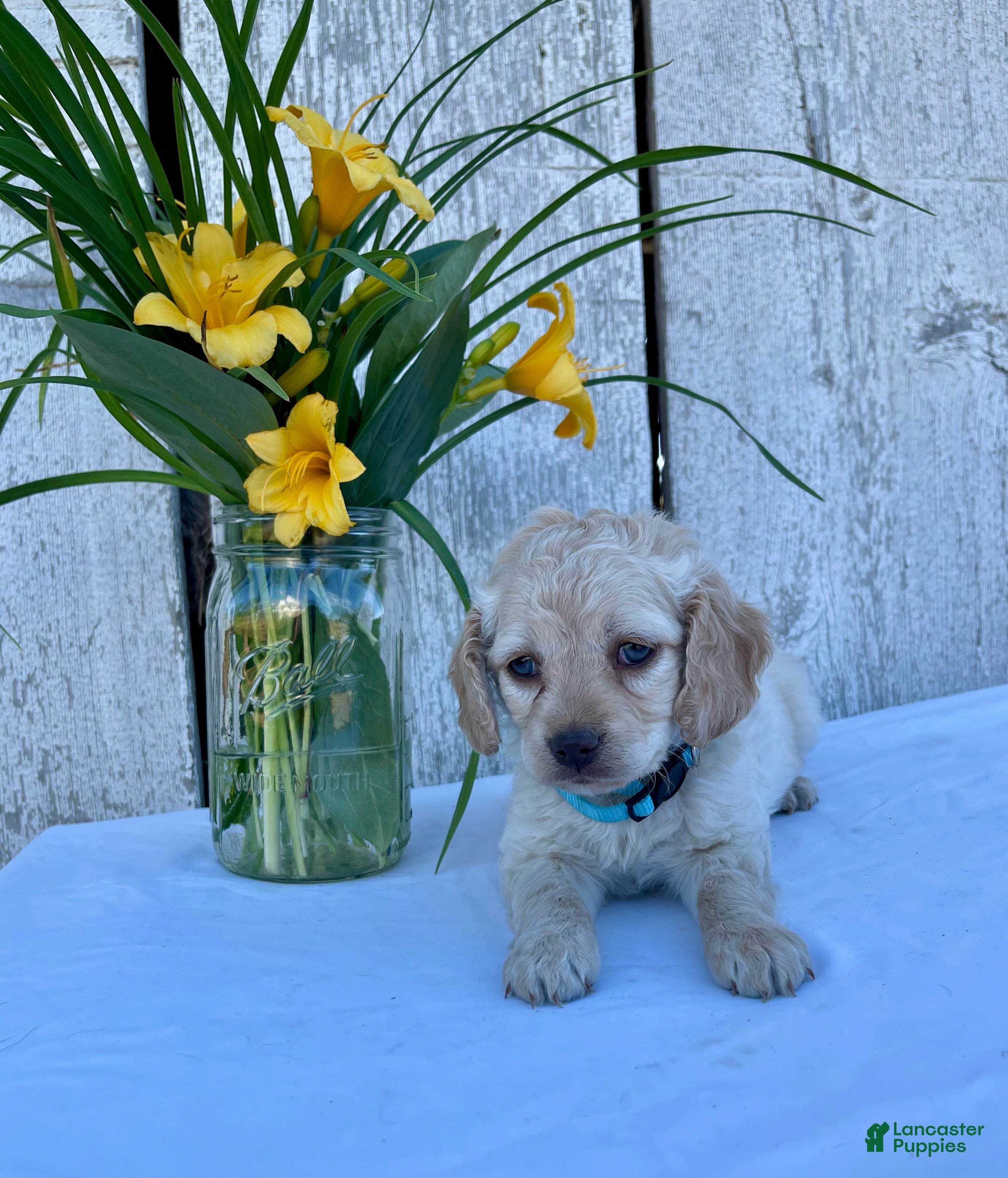 Cockapoo dogs Lily - Ad 1