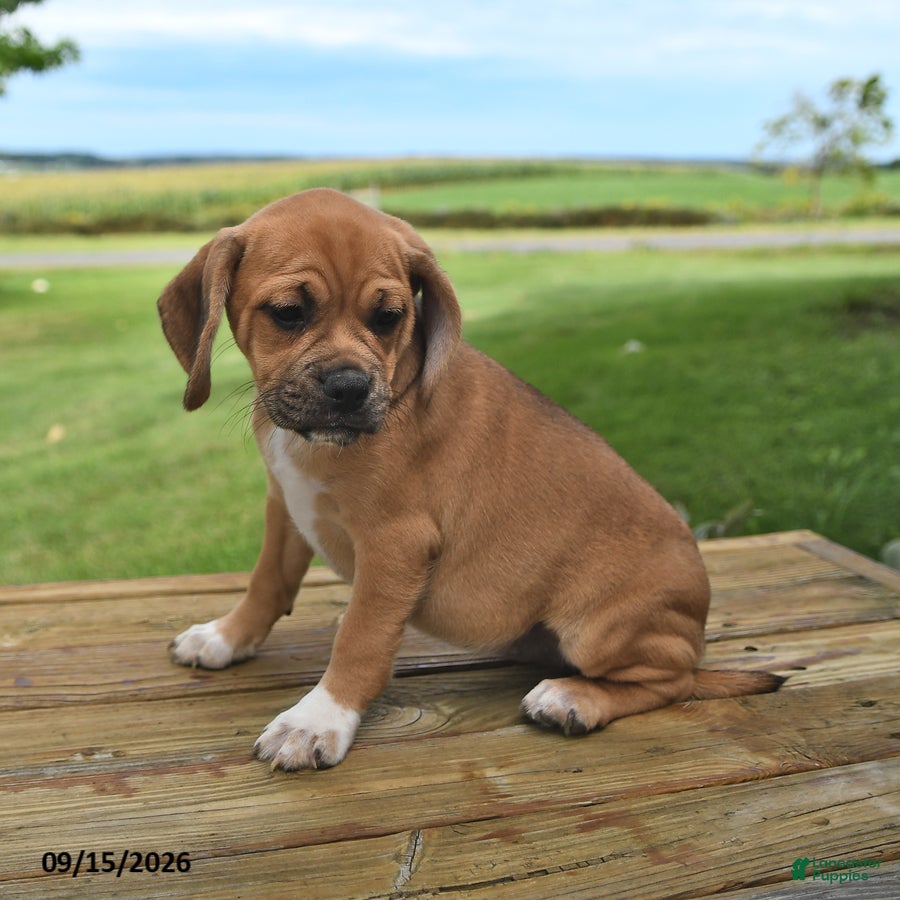 Puggle dogs for sale: Stella - Ad 3
