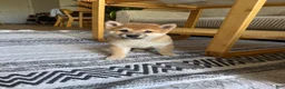 Shiba Inu dogs for sale: Pablo - Ad 9