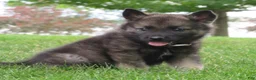 Norwegian Elkhound dogs for sale: Elaborate  - Ad 1