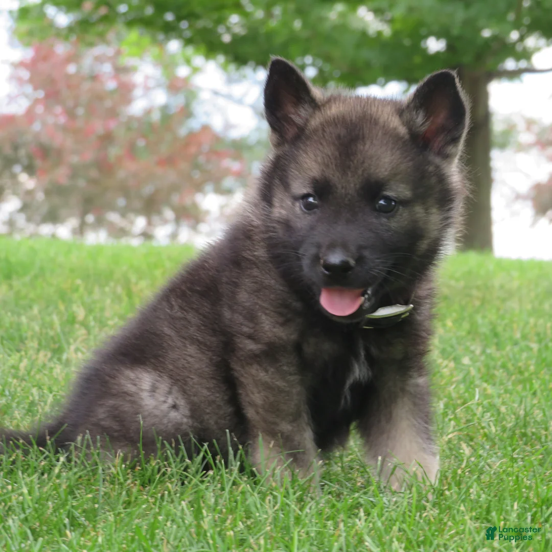 Norwegian Elkhound dogs for sale: Elaborate  - Ad 1