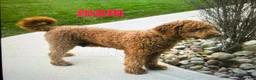 Mini Goldendoodle dogs for sale: Mr. Archie - Ad 6