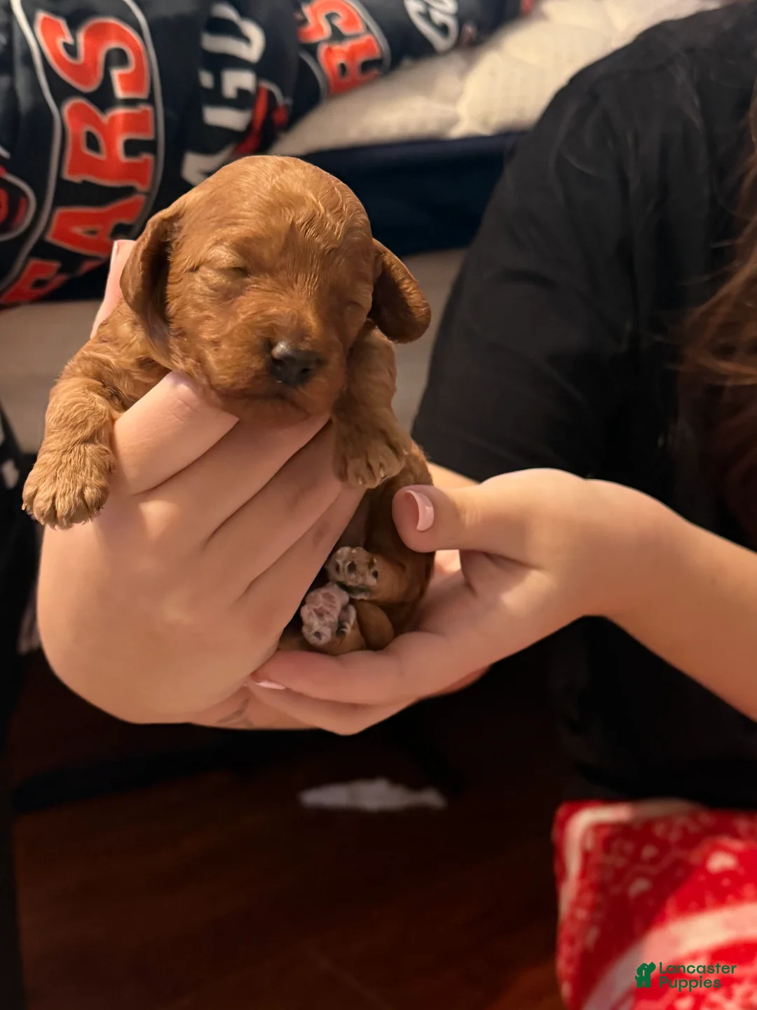 Mini Goldendoodle dogs for sale: Mini Goldendoodle Puppy  - Ad 4