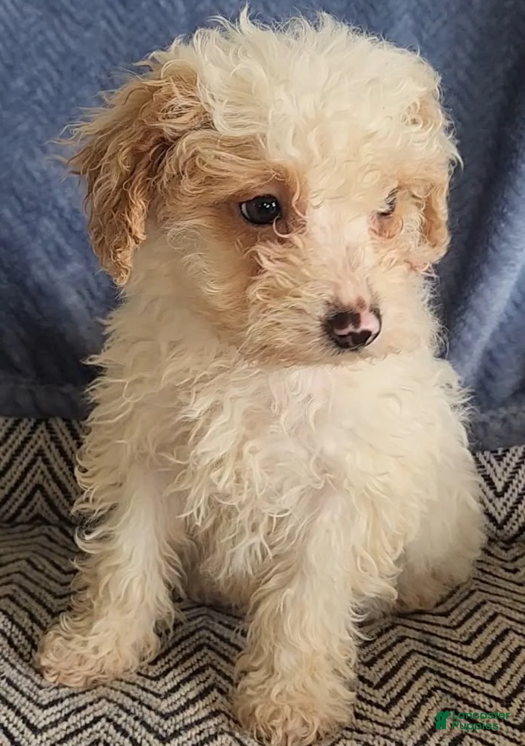 Mixed Breed dogs for sale: Petunia - Ad 14
