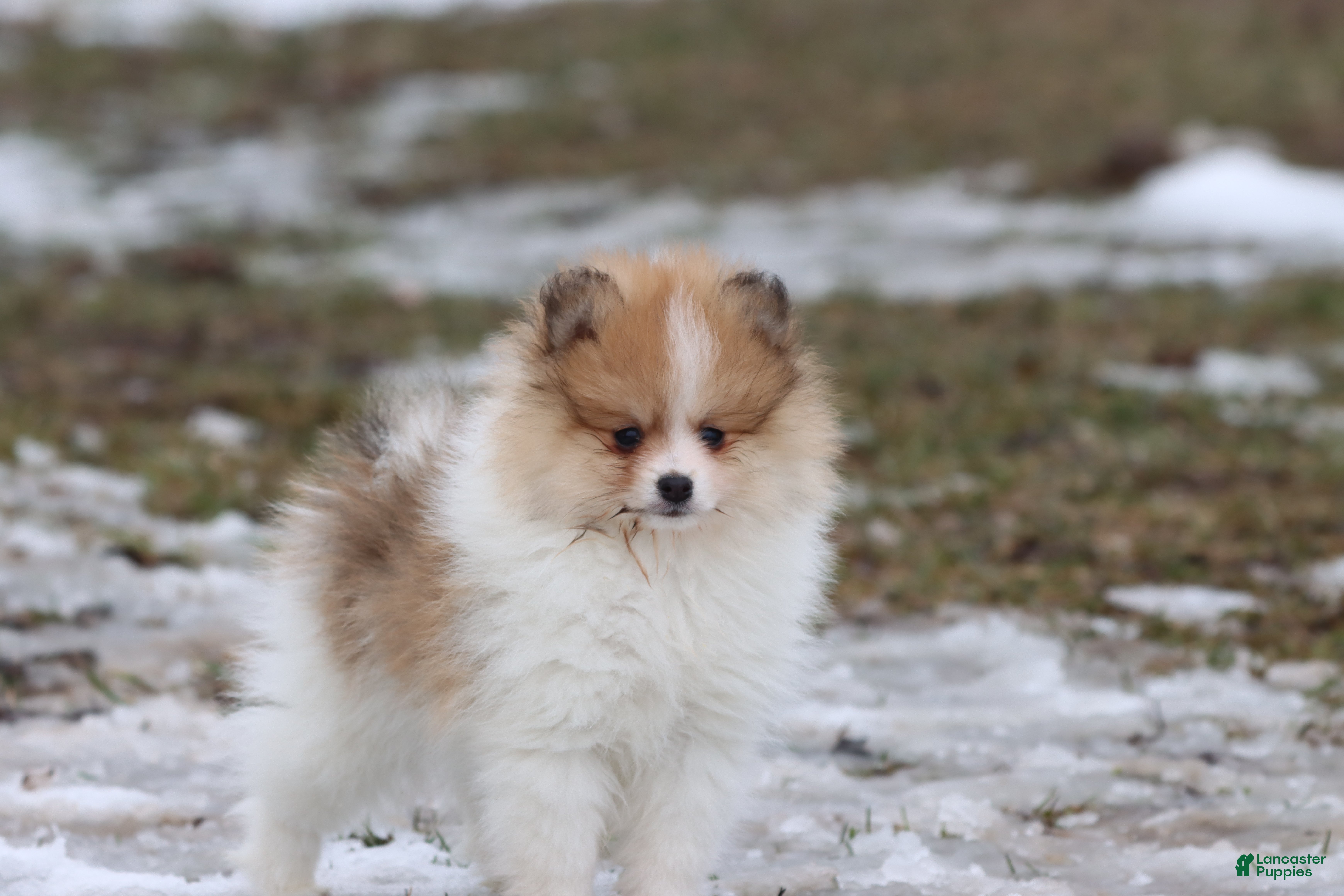 Pomeranian dogs Chipmunk - Ad 28