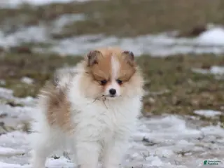 Pomeranian dogs Chipmunk - Ad 28