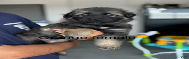 German Shepherd 3