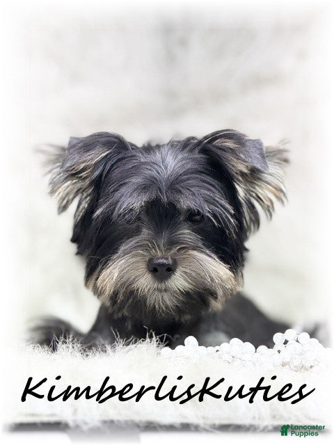 Yorkshire Terrier dogs Yorkshire Terrier 1 - Ad 2